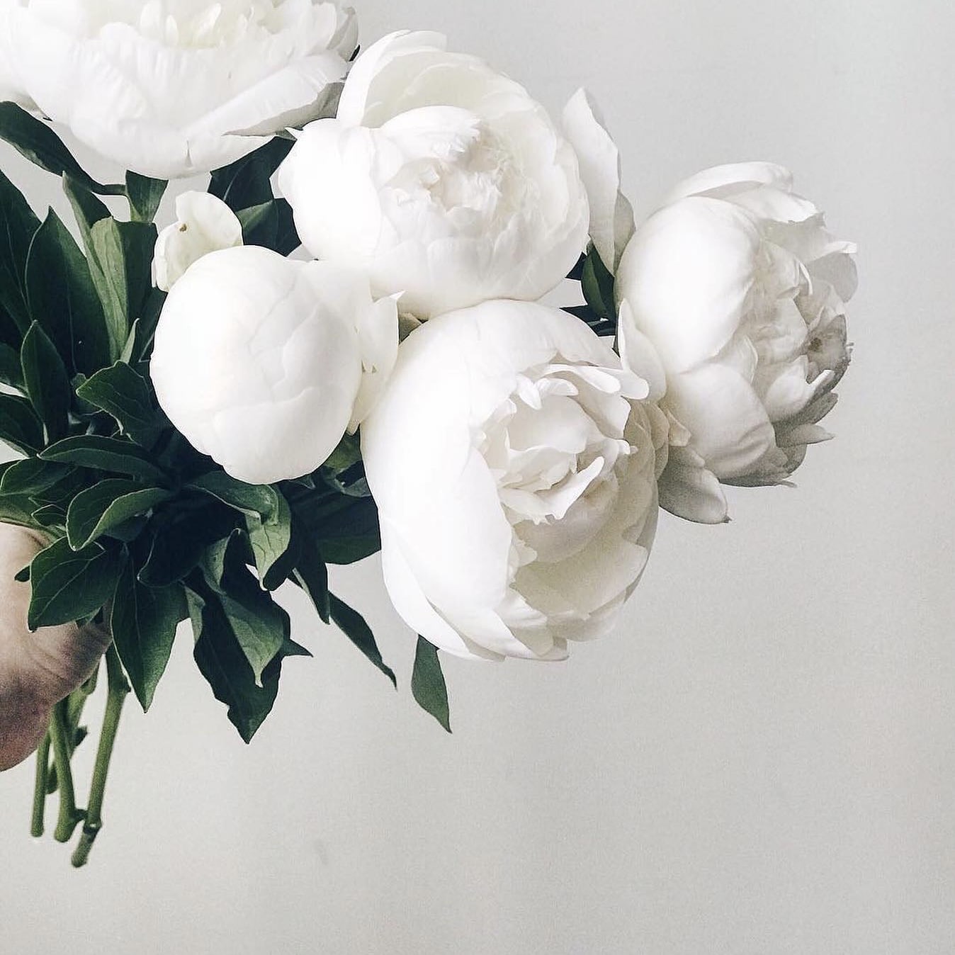 white peony flowers